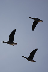 Image showing Wild Geese