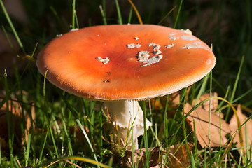 Image showing Fly Agaric