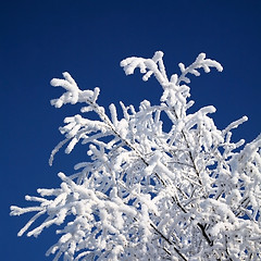 Image showing snowy tree
