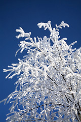 Image showing snowy tree