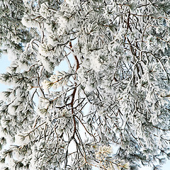 Image showing snowy pine-tree