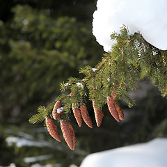 Image showing fir tree, cones, snow, winter.