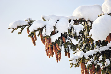 Image showing fir tree, cones, snow, winter.