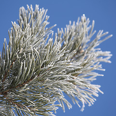 Image showing snowy pine-tree