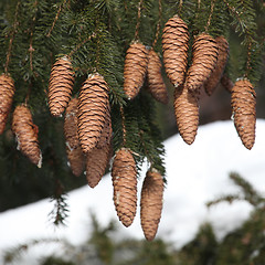 Image showing fir tree, cones, snow, winter.