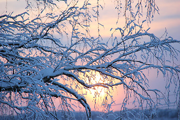 Image showing snowy tree