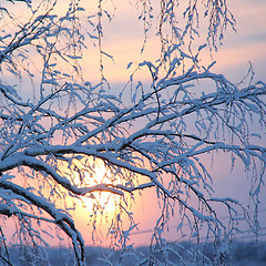 Image showing snowy tree