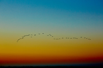 Image showing silhouette flying birds