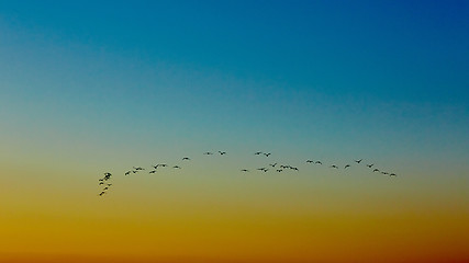 Image showing silhouette flying birds