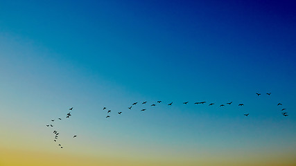 Image showing silhouette flying birds