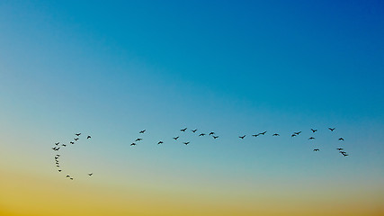 Image showing silhouette flying birds