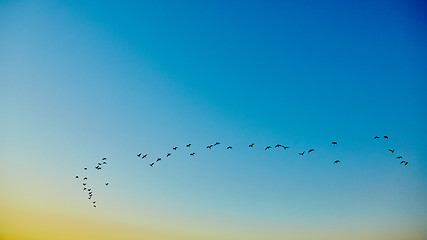 Image showing silhouette flying birds