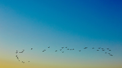 Image showing silhouette flying birds