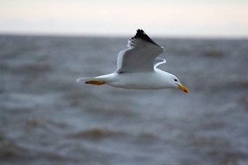 Image showing Northern herring gull or lesser black-backed gulls (Larus heuglini) on the Pechora sea. Russian Arctic