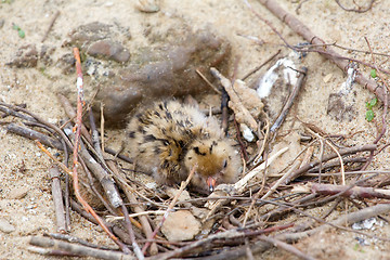 Image showing Juv Arctic terns in the nest. Arctic desert