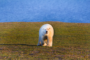 Image showing unique picture: polar bear - sympagic species - on land in polar day period. Novaya Zemlya archipelago, South island