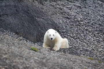 Image showing Unexpected welcome polar bears with man and man with bear - Arctic!