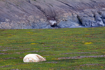 Image showing owner of Arctic polar bear