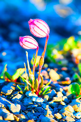 Image showing Amazing forms of life in Arctic desert: microscopic size Campion blooms in desert of Novaya Zemlya archipelago