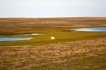 Image showing Unusual picture: polar bear on land in the polar day period. Novaya Zemlya archipelago, South island