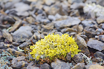 Image showing bright poisonous lichen in polar desert. Novaya Zemlya archipelago .