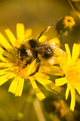 Image showing summer Bumble bee insect flower macro