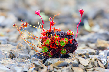Image showing Amazing life forms in arctic desert - stem tuber