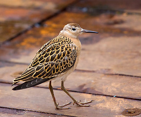 Image showing Incredible difficulties for migrants: weary bird on deck of ship