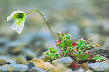 Image showing North fall: last Arctic poppy (Novaya Zemlya archipelago)