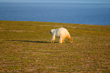 Image showing Unique picture: polar bear - sympagic species - on land in polar day period. Novaya Zemlya archipelago, South island