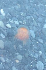 Image showing Bright jellyfish in the Arctic ocean