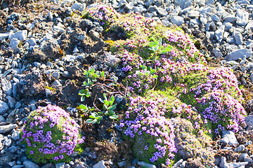 Image showing oasis from cold Arctic desert. Pillow vegetation from Campomar, Polar willow and moss. Novaya Zemlya archipelago