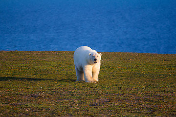 Image showing Unique picture: polar bear - sympagic species - on land in polar day period. Novaya Zemlya archipelago, South island