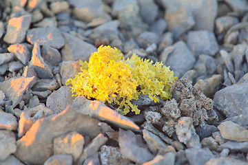 Image showing bright poisonous lichen in polar desert. Novaya Zemlya archipelago .