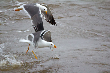 Image showing Northern herring gull or lesser black-backed gulls (Larus heuglini) on the Pechora sea. Russian Arctic