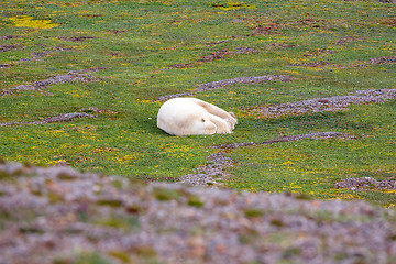 Image showing The owner of the Arctic: polar bear, which happily sleeping in open tundra