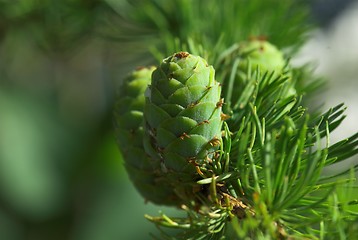 Image showing pine