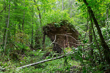 Image showing Storm broken spruce tree in summertime deciduous stand