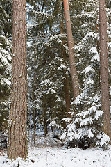 Image showing Winter landscape of natural forest with pine trees
