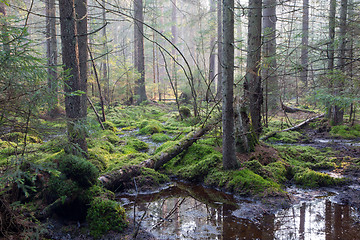 Image showing Sunbeam entering rich swampy coniferous forest