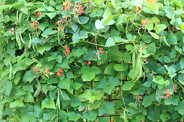 Image showing beans plants and flowers 