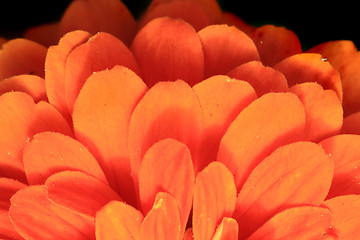 Image showing detail of orange flower