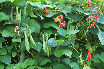 Image showing beans plants and flowers 