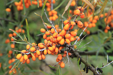 Image showing sea buckthorn plant with fruits