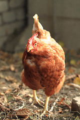 Image showing chicken from small farm