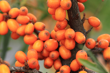 Image showing sea buckthorn plant with fruits