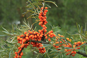 Image showing sea buckthorn plant with fruits