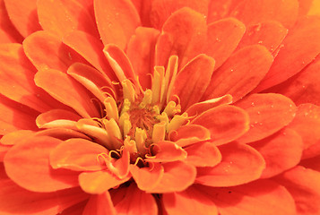 Image showing detail of orange flower