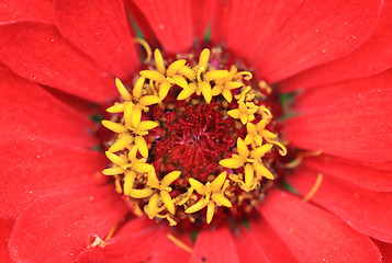 Image showing detail of orange flower