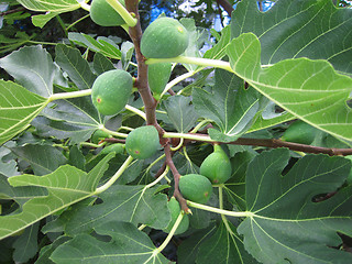 Image showing fig plant background